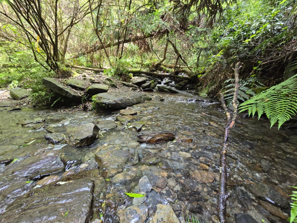 志佳陽大山（回程走高繞環山獵人登山步道）_2542128