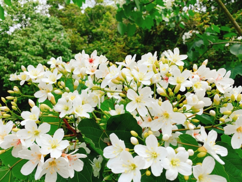 四月雪～桐花盛開～藤山步道_566665