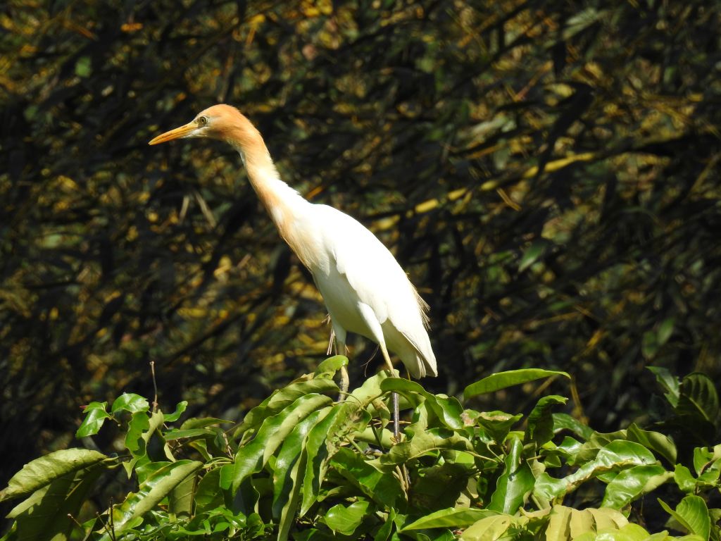 沒力虎豹潭_178149