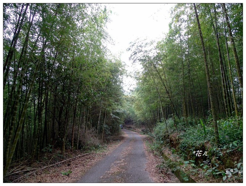 南投/集集大山(小百岳)_696763