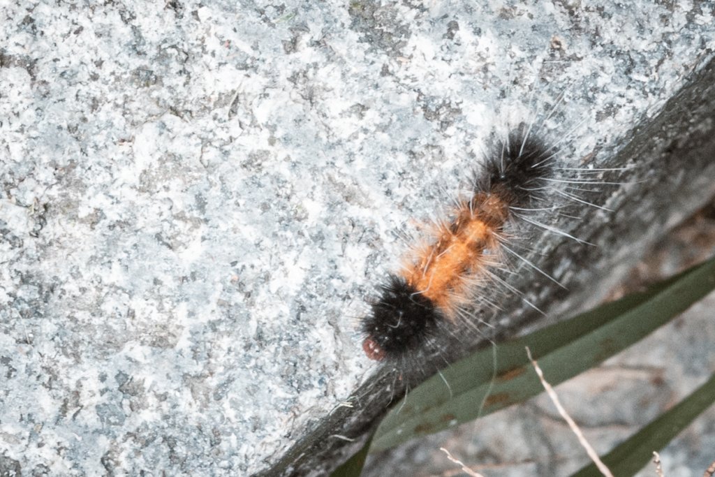 菅芒浪白｜五分山_2356499