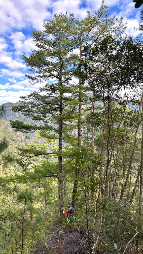 台灣最高如神般存在的大安溪倚天劍巨木探訪_2747944