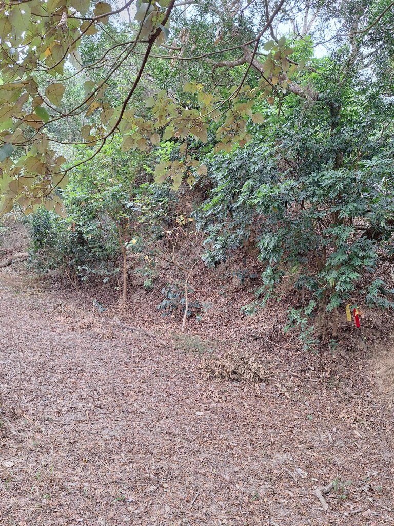 烏山嶺水利古道+鳥子嶺O型_2967461