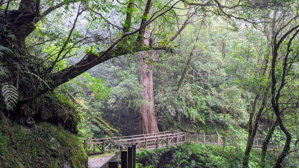 拉拉山森林遊樂區_2510669