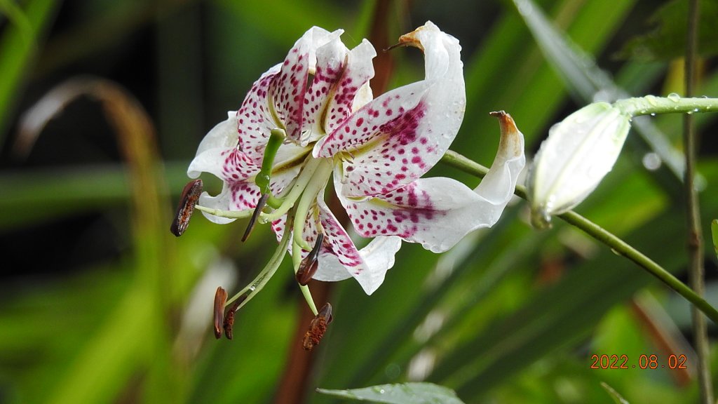 石碇二格山/雲海國小/永安社區&坪林開眼崙/南山寺&平溪靈巖寺_1790170