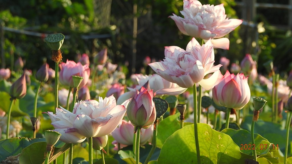 雲山水花鳥蝶 - 天龍國阿伯的日常 7/8&11_1760485