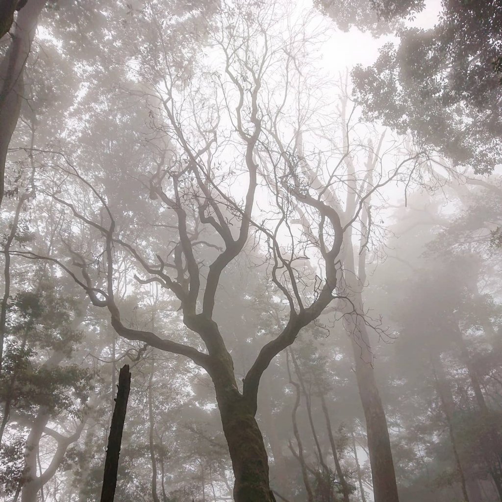 大雪山下屋我尾山_1376466