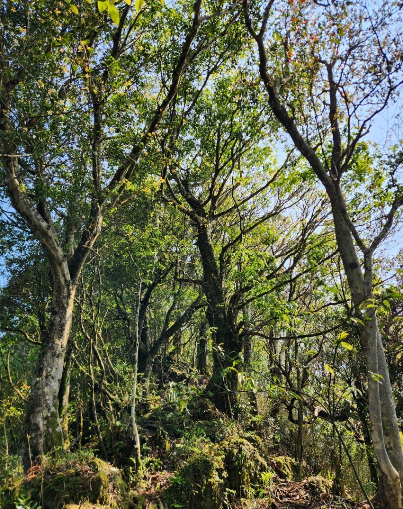 【中級山縱走】魯壁山，東穗山，大島田山，宇老觀景台_2771743