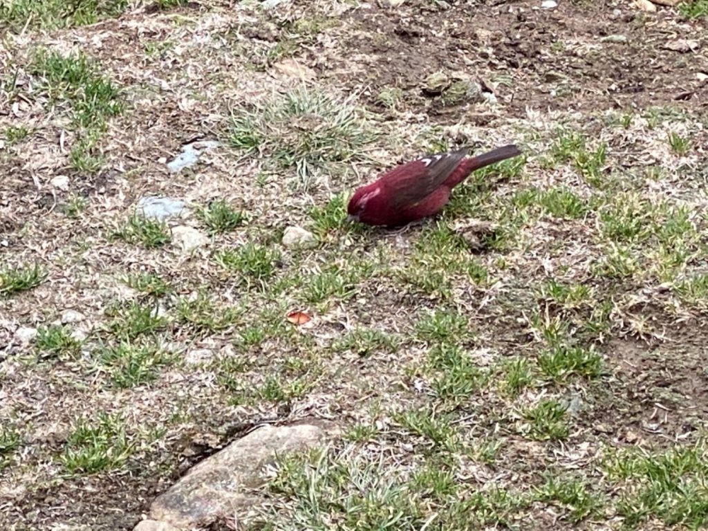 人生難得幾回瘋 由新竹衝一趟嘉明湖單攻_916069