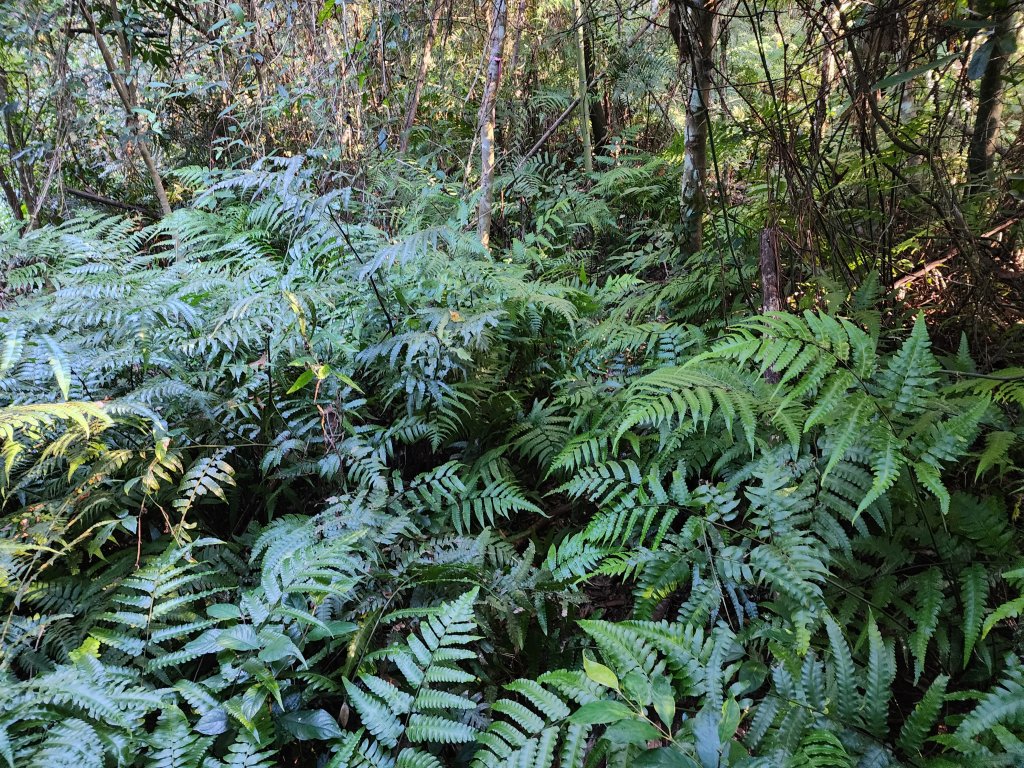 20231105拉號山嘎色鬧山榮華山_2375839