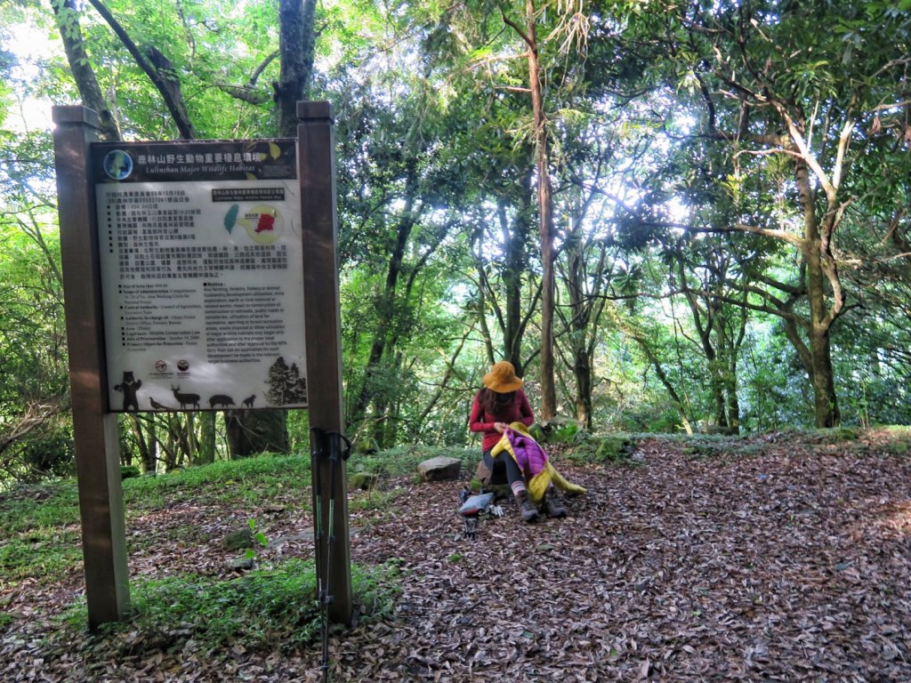 石山引水道 鹿林前山瀑布 鹿林神木_1741086