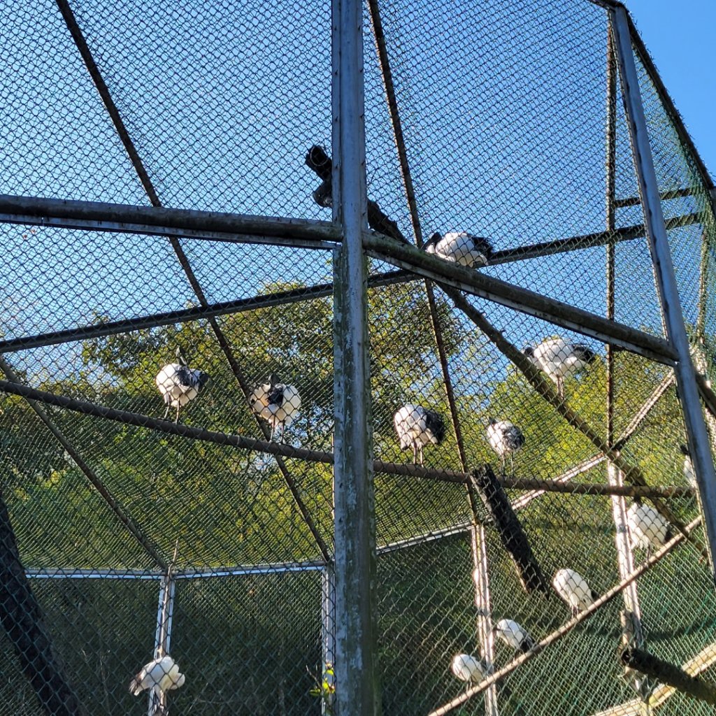 鳳凰谷步道_1965907