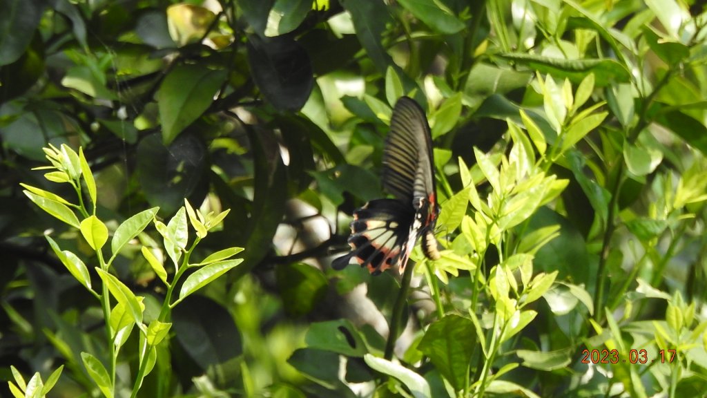追花是簡單的快樂，賞花是恬淡的幸福。3/17_2073452