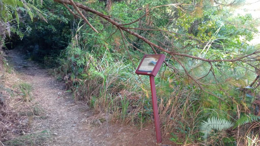 20221119 苗栗泰安雪見遊憩區 北坑山走走_1919774