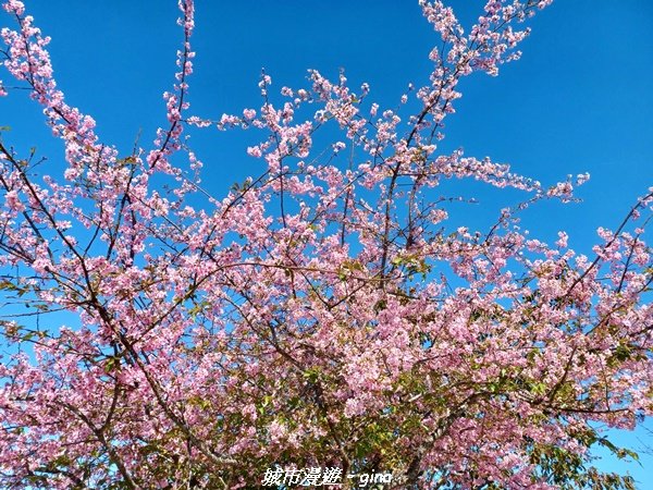 【嘉義梅山】悠閒踏青趣。 雲嘉大尖山、二尖山步道_2447274