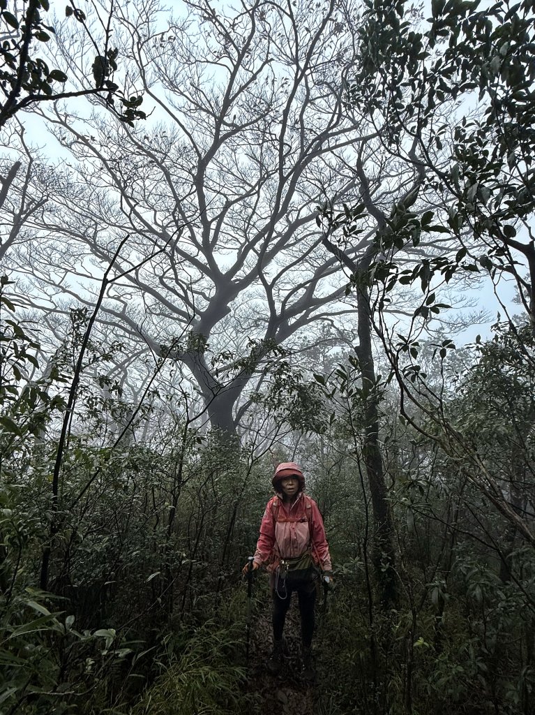 山毛櫸掉光光的 卡保逐鹿O繞 20251115_2937464