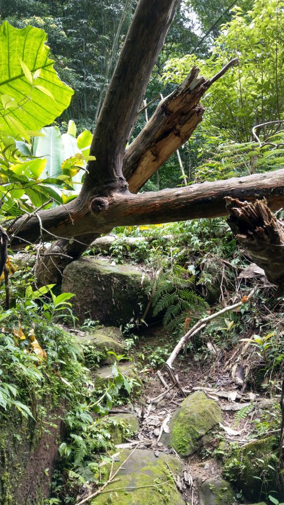 石牛山之溪_399709