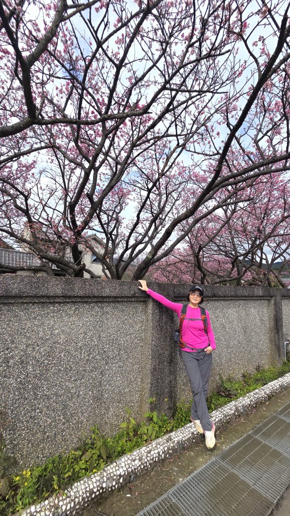 即將春季的百花齊放鵝尾山串行古圳道及平菁街42巷賞櫻健行O型走_2988716