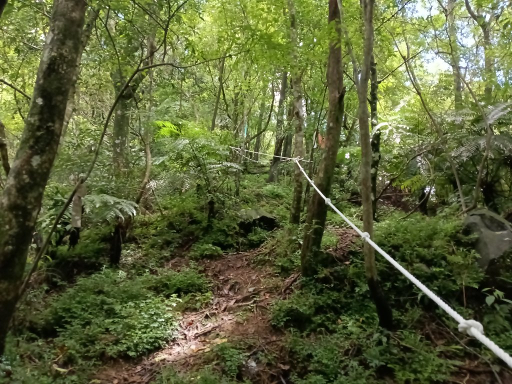 坪林區九芎坑古道+九芎坑圳沽古道+大舌湖山大小O型_2845754
