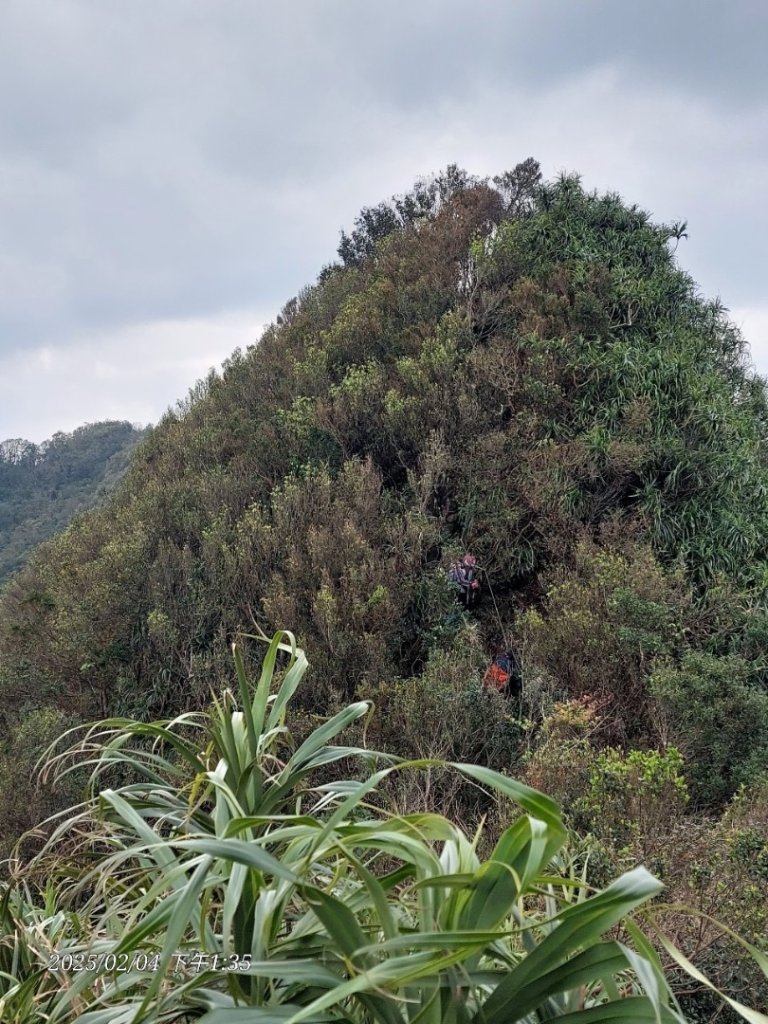 🐍來運轉-蛇子行古道-三爪坑山-蛇子崙山_2706715