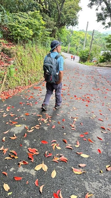 飛鳳山、中坑山、大阪根、賞血藤花O走_2542565