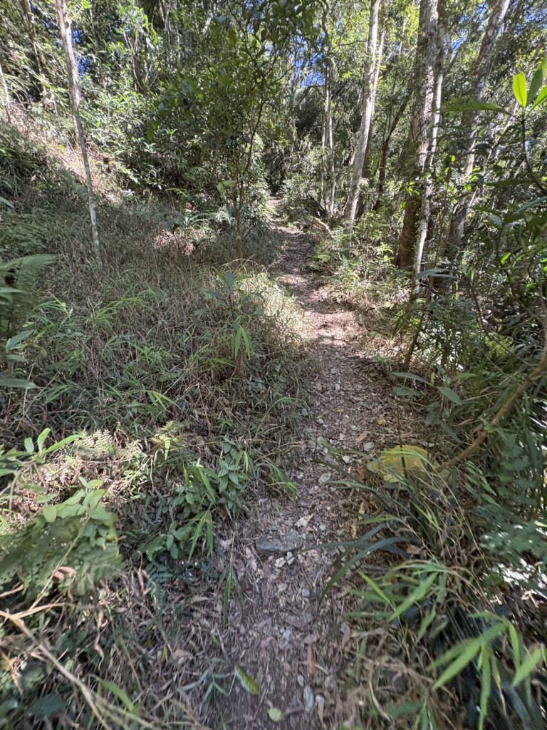 20251116鳴海山、網子山登山步道_2938392