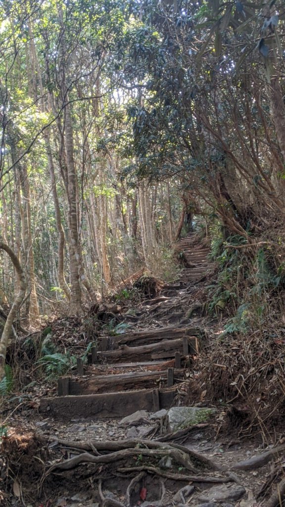 八仙山主峰步道 (松鶴線)_2042853