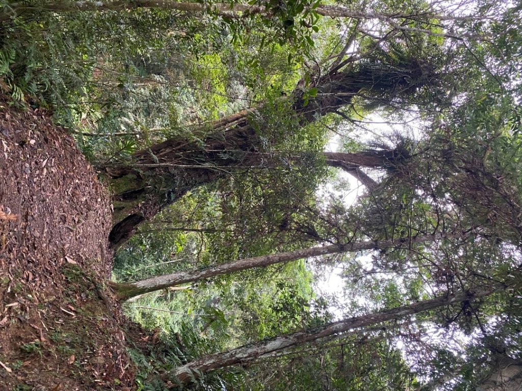 037苗栗泰安-馬那邦山_2604664