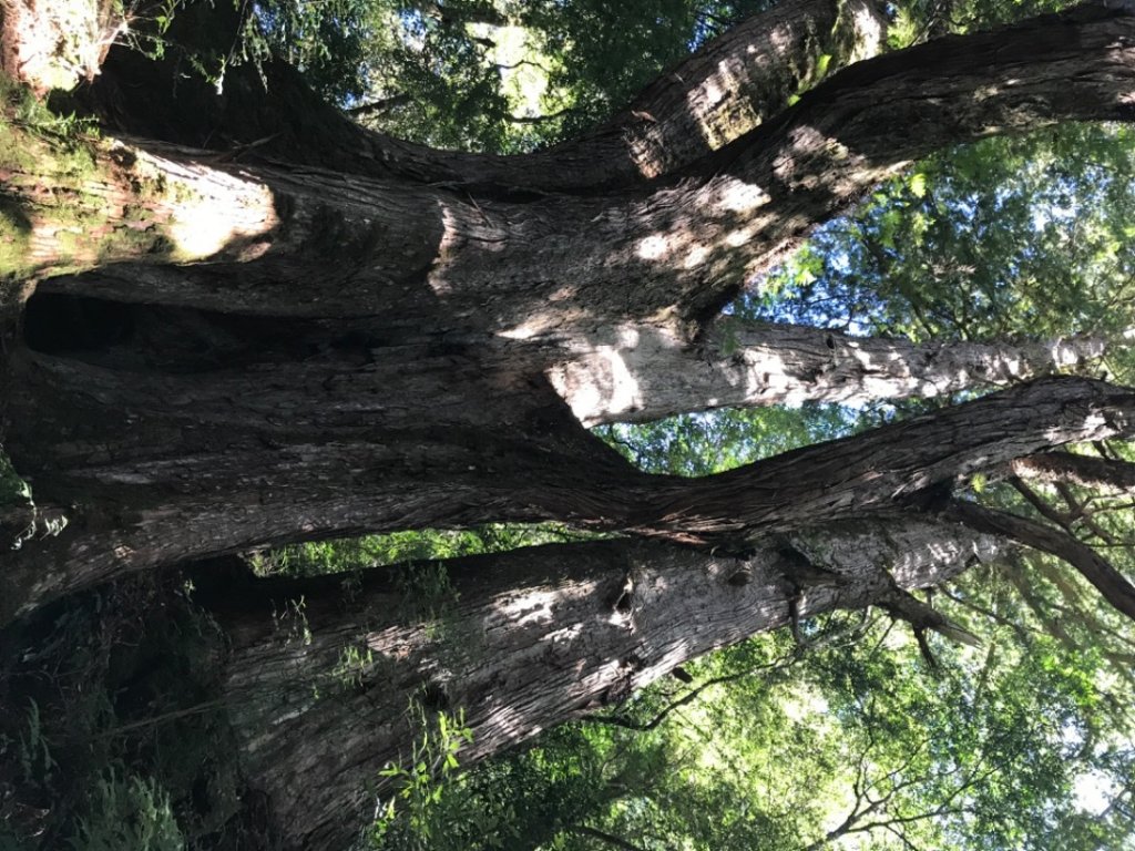 步道巡訪員 l 鎮西堡B區10月巡訪_1144992