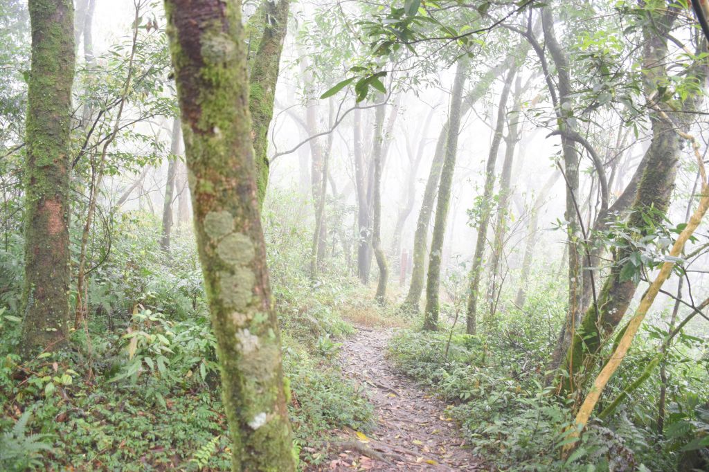 【小百岳】No.20 獅仔頭山_305310