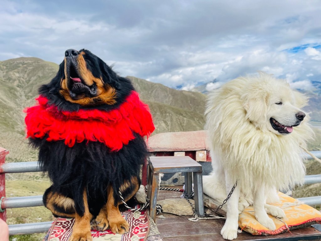 西藏♥️可愛動物🐎人物寫真/拉薩旅拍/美食_2902875