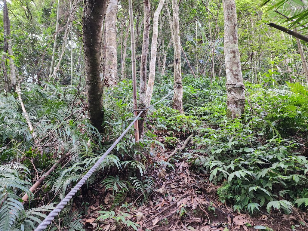 20240804鬼澤山、梅山、梅后蔓瀑布_2613406