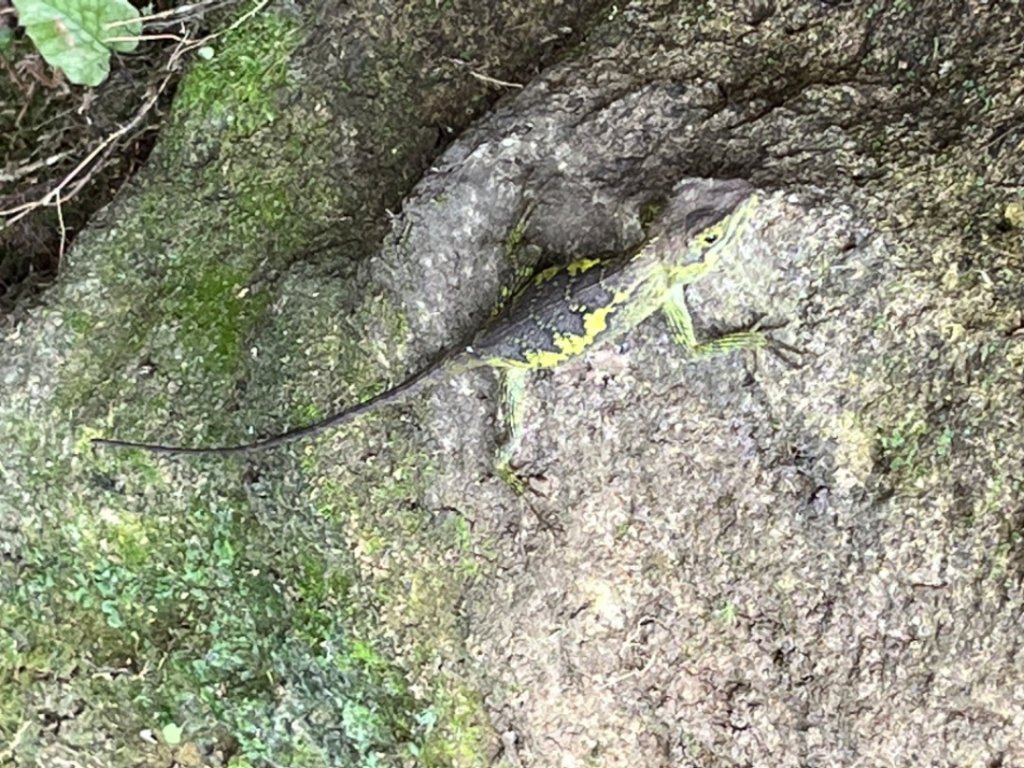 山上小動物封面圖