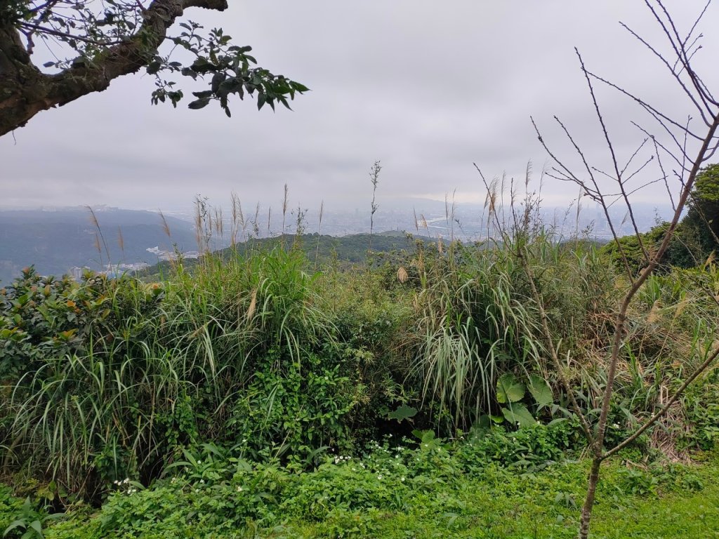 ［樹鶯縱走十連峰］（樹林山~鶯歌石山）（2024/2/24）_2442217