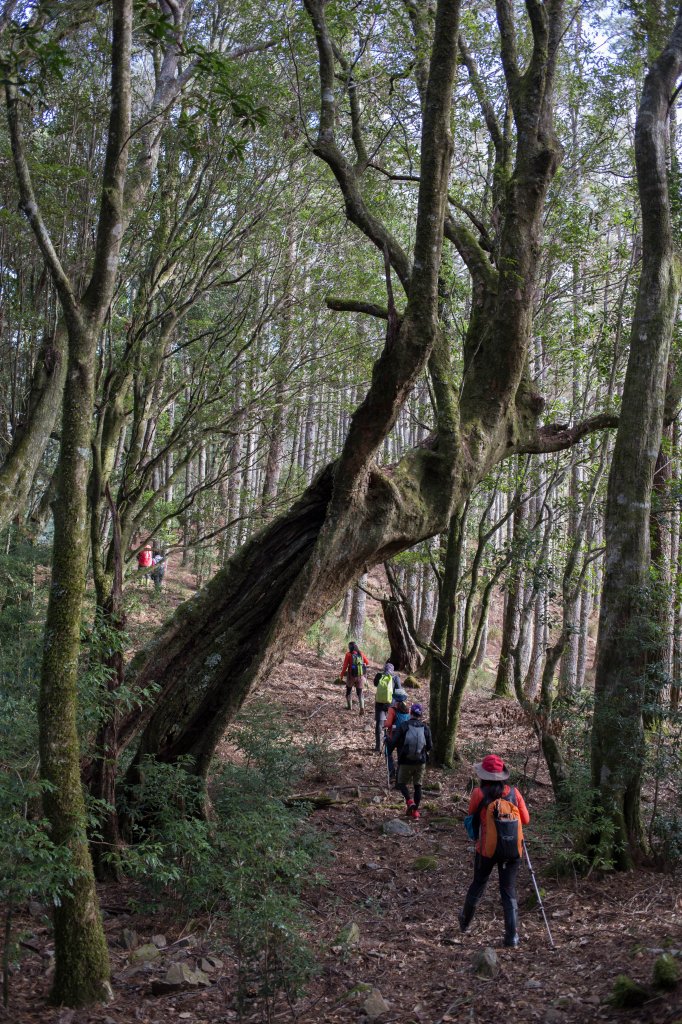 【高雄】多尾蘭山+玉穗山_870547