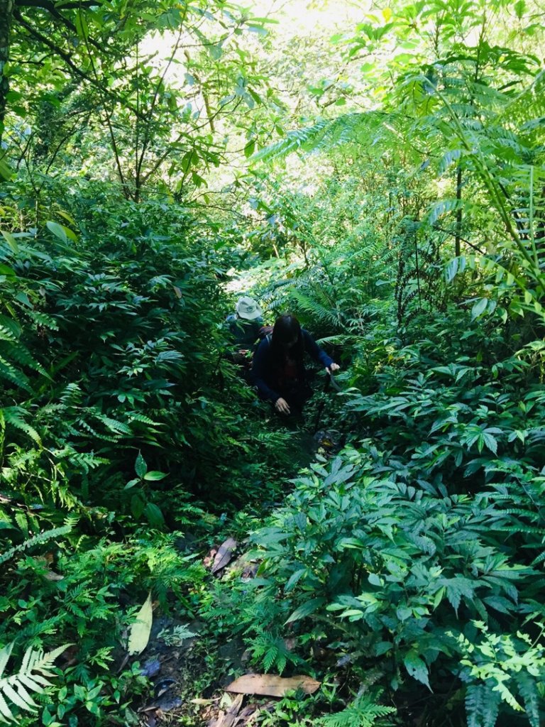 瓏美麗一週一步道（平汐通嶺步道）_566490