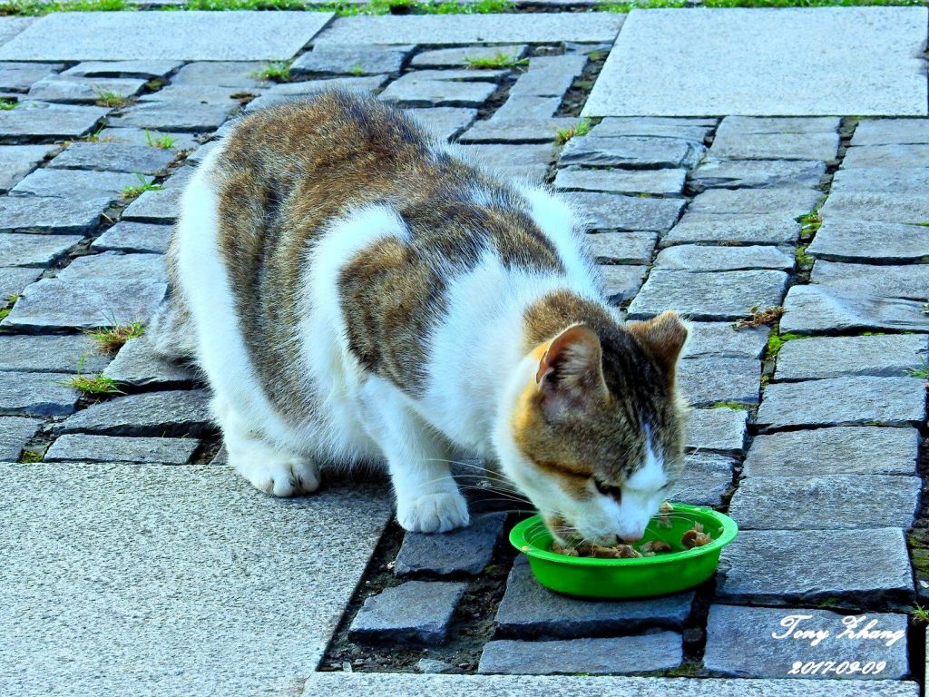 猴硐越嶺三貂嶺_163648