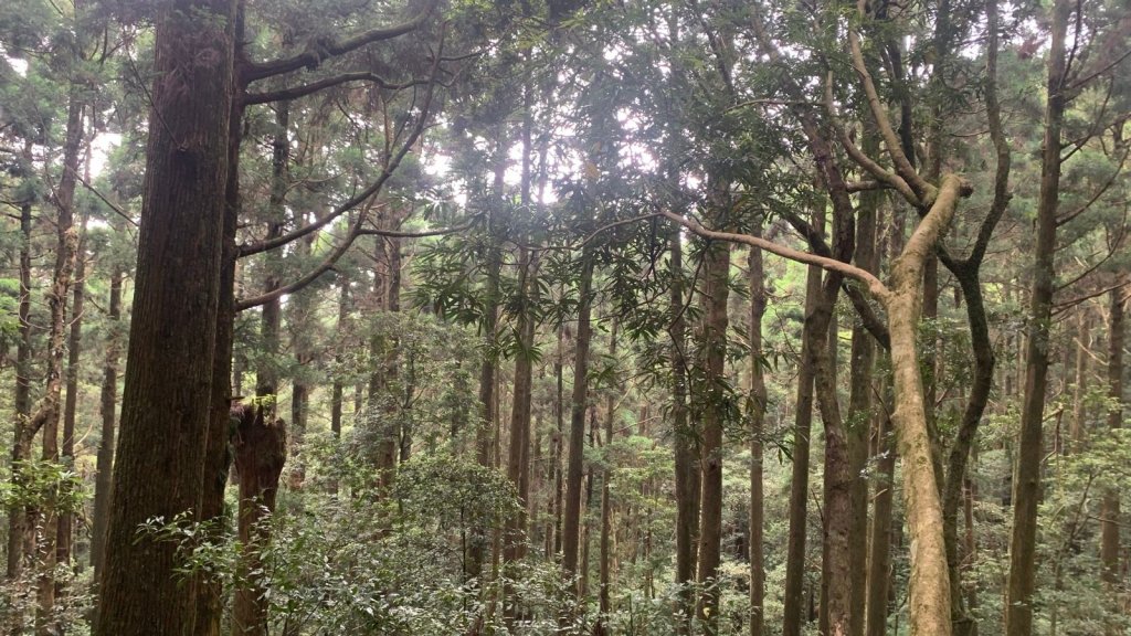 桃園東眼山_2803723