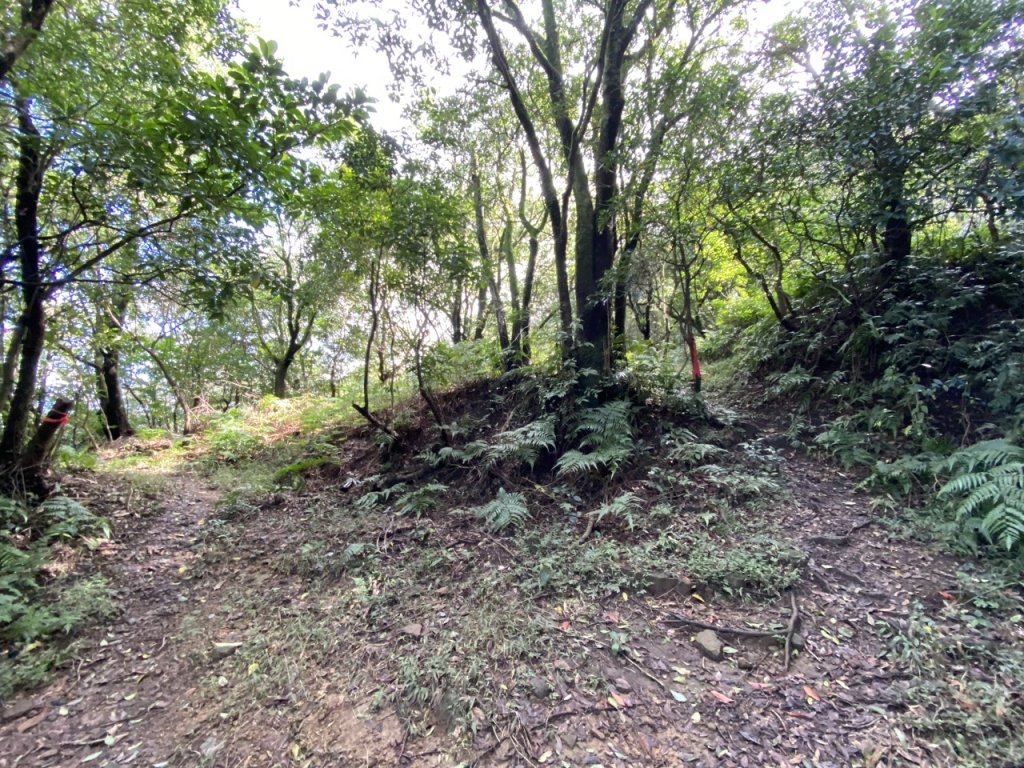 2023/12/14 碇內尖山 龍門山 五分山 淡蘭古道中路_2399804