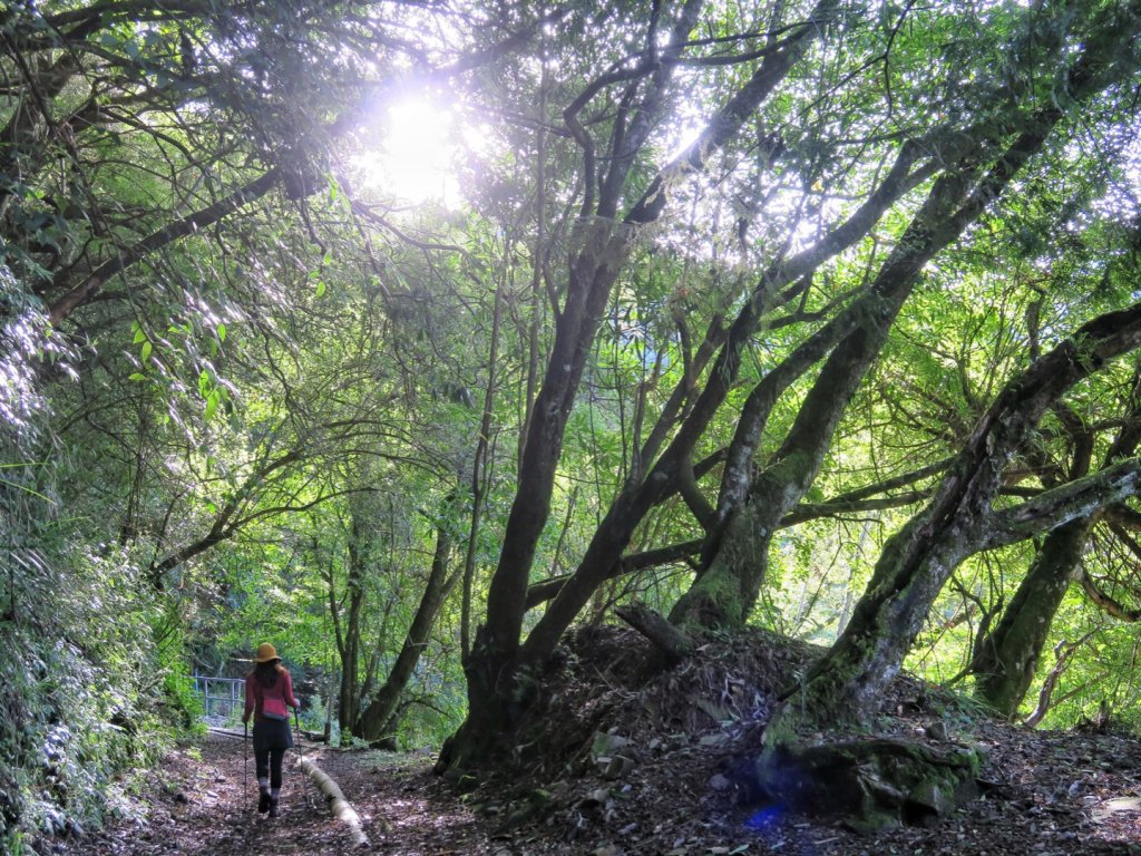 石山引水道 鹿林前山瀑布 鹿林神木_1741106