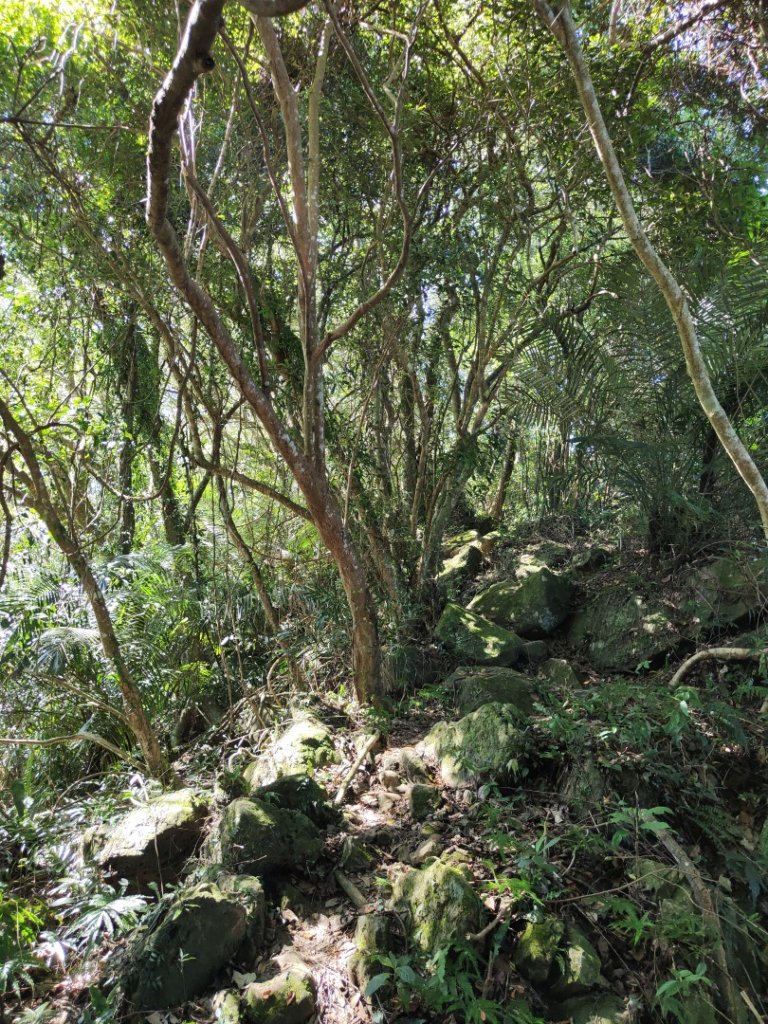 2023.11.04 關西赤柯山 | 赤柯山南峰 | 東獅頭山_2490078