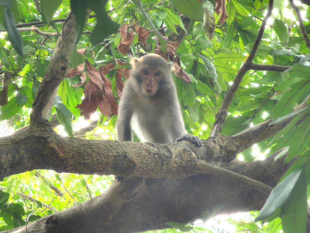 小百岳No.77⛰壽山封面圖