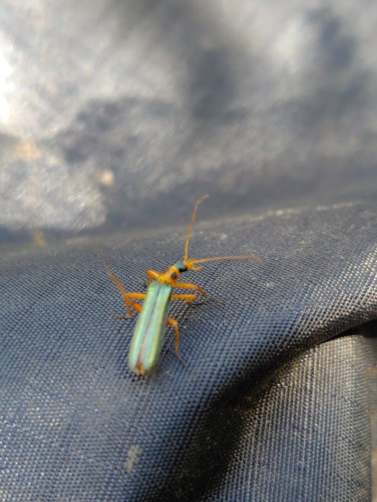 沙里仙林道、沙里仙溪、同富山/埔沙山、東埔山、阿毛巨木_2812594