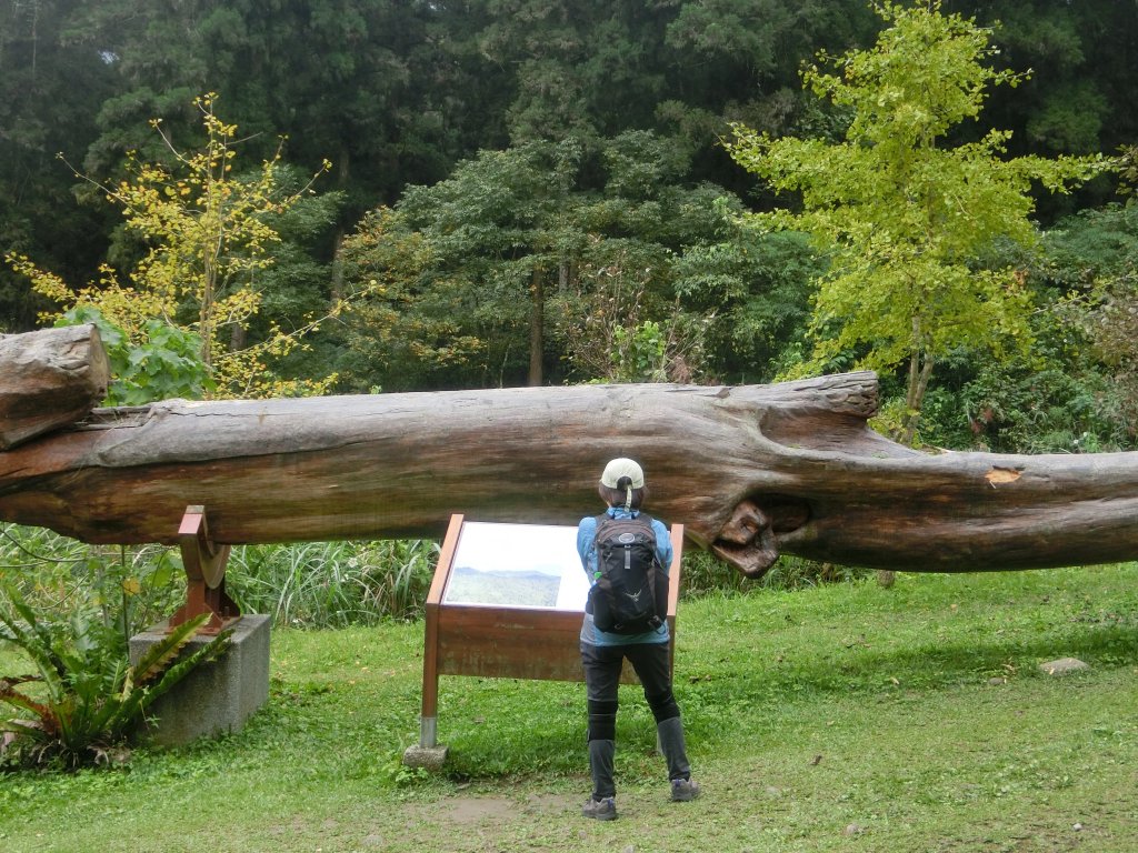 溪頭銀杏神木彩虹橋_459491