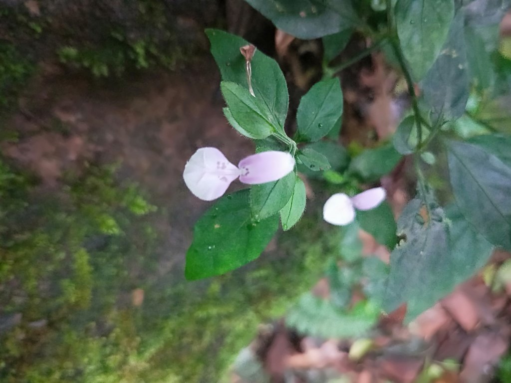 202009 菜公坑山，二子坪步道逛逛_1103202