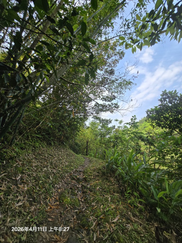 2026-04-11微笑山線：【二格山系】筆架連峰段_3034544
