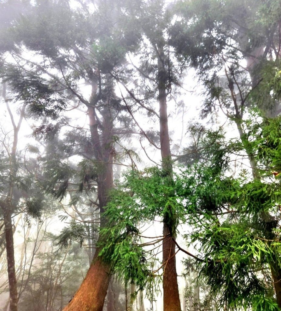 【中級山】芝生毛台山，芝生毛台山西峰，秀巒軍艦岩，屯野生步道，屯野生砲台_2745099