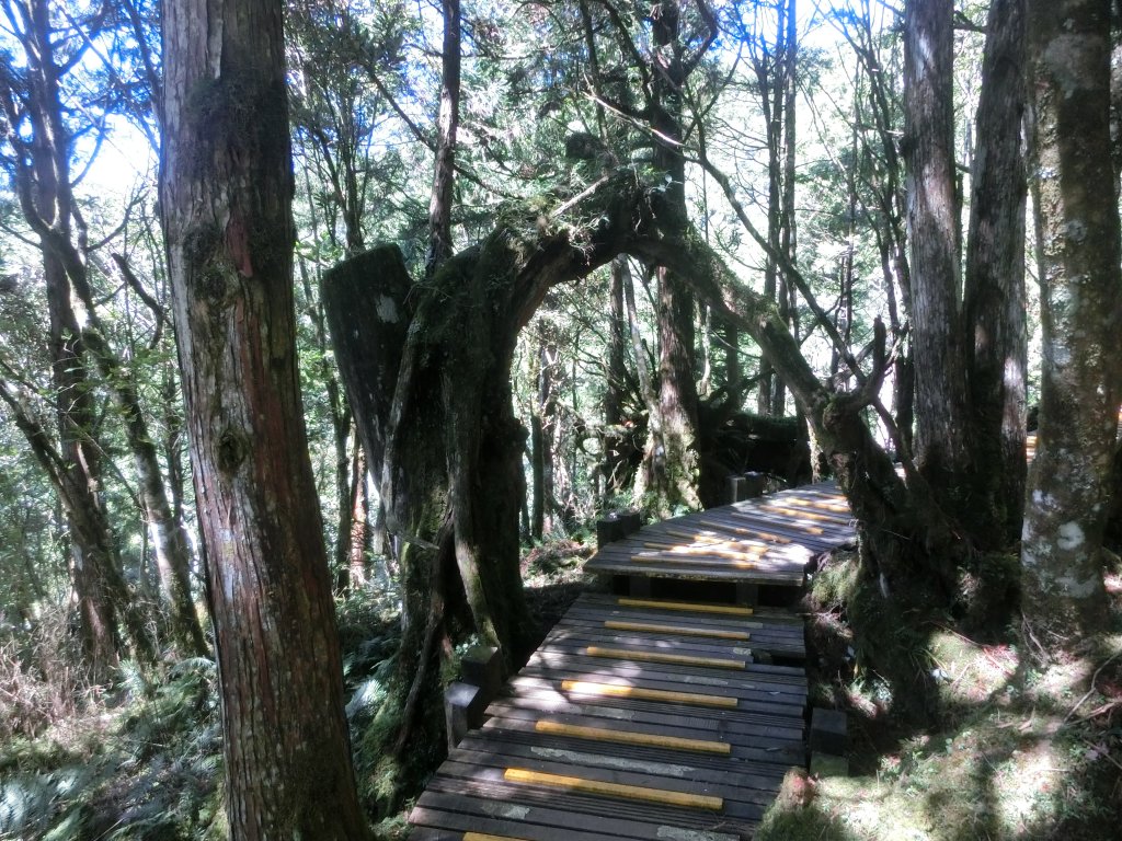 鐵杉林自然步道_672845