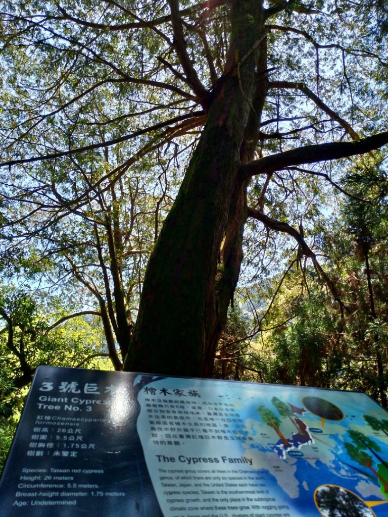 檜山巨木群步道_1662915