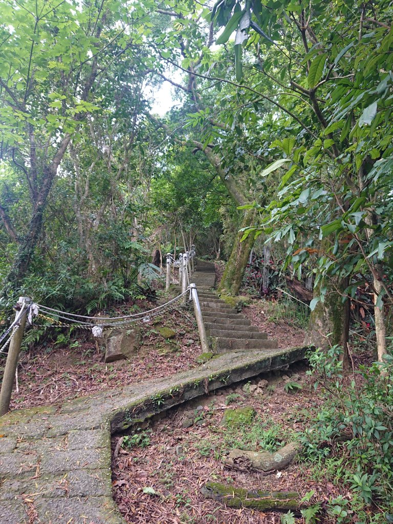 火焰山之桐花大爆發_2483348